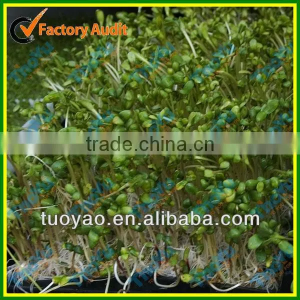THOYU Brand Salable Germinator For Chicken with Best Price(Mob:+86-15903675071)
