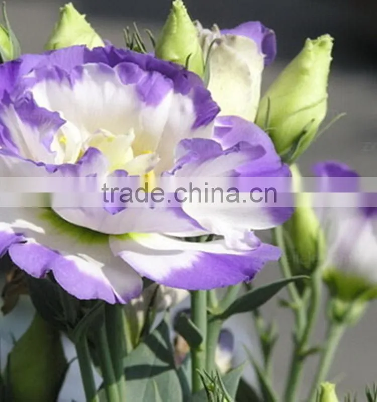 Color antique natural fresh eustoma
