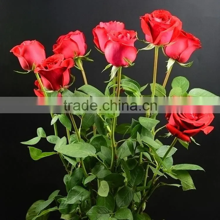 Best quality Carola fresh cut rose flowers roses