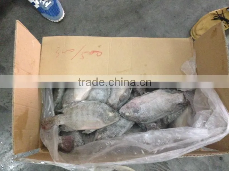 frozen black tilapia wholesale price