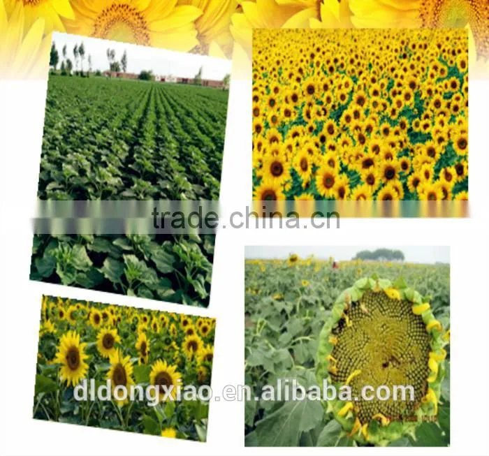 Sunflower Kernels confectionary low fat