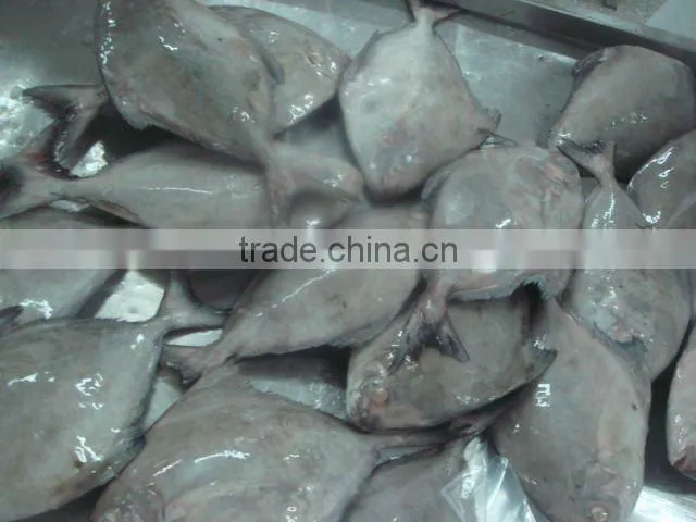 black pomfret