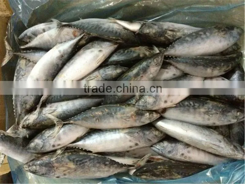 frozen bonito