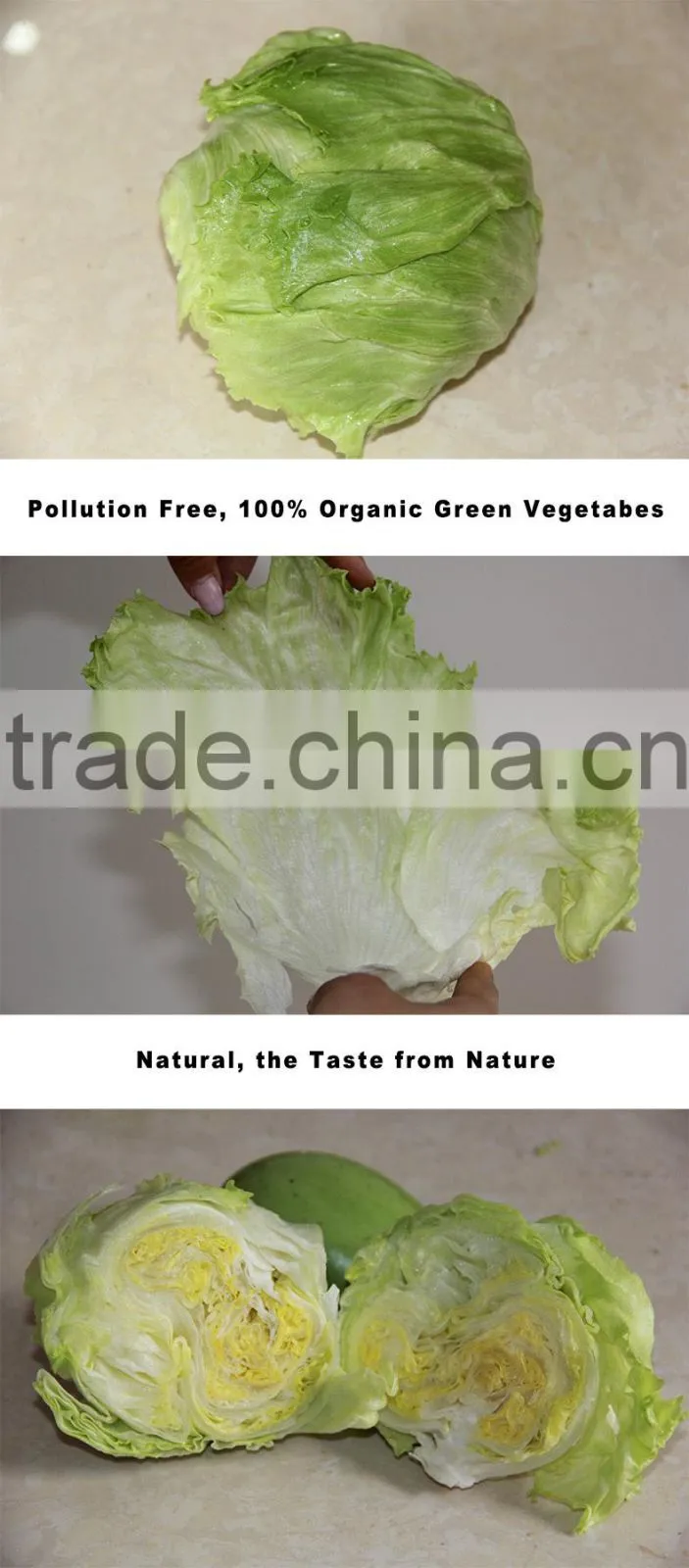 Yunnan Iceberg Lettuce Top Quality Leafy Vegetables fresh hydroponic Lettuce