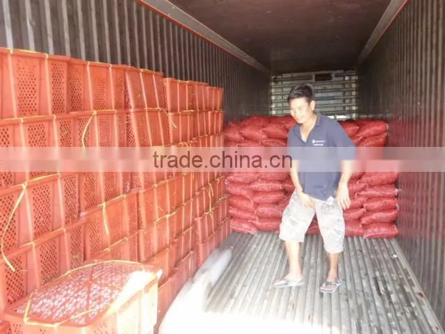 HOT PEPPER, CHILLI +84963818434 whatsapp