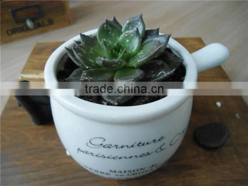 Echeveia 'Black Prince' of succulent plants