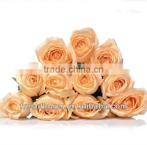Rose varieties flowers