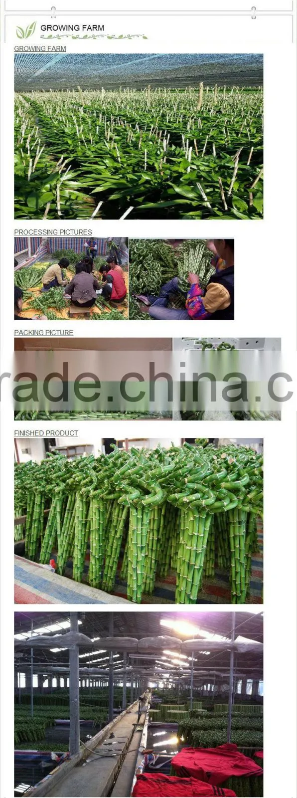 Lucky Bamboo