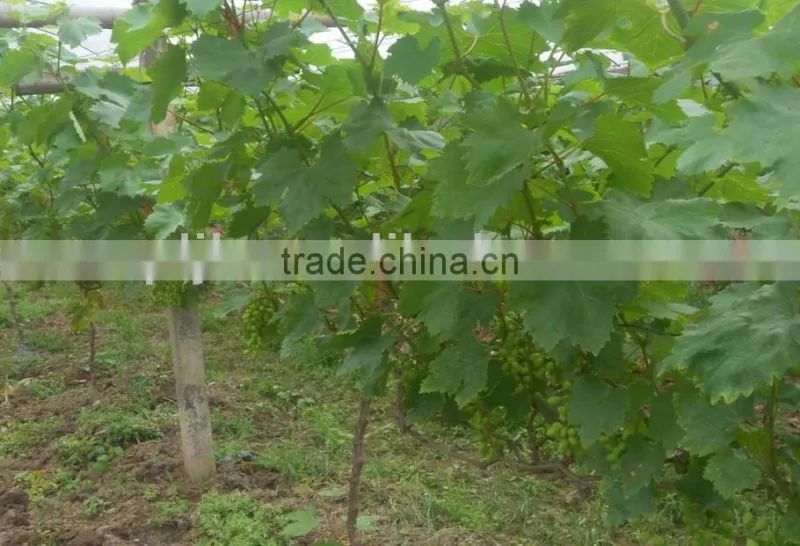 Bio fertilizer Chitosan foliar fertilizer