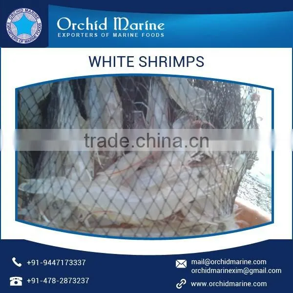 Premium Quality Natural Taste White Shrimps with Long Shelf Life