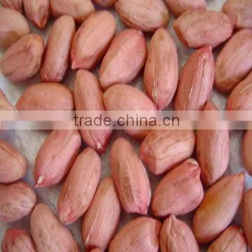 Traditional Type Peanut Kernels