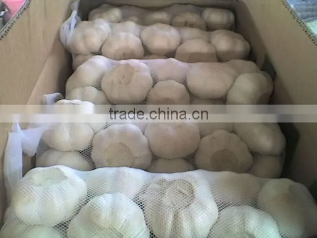 2011 china export garlic