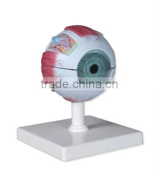 V-AM001 Eyeball Model(anatomical model,medical model)