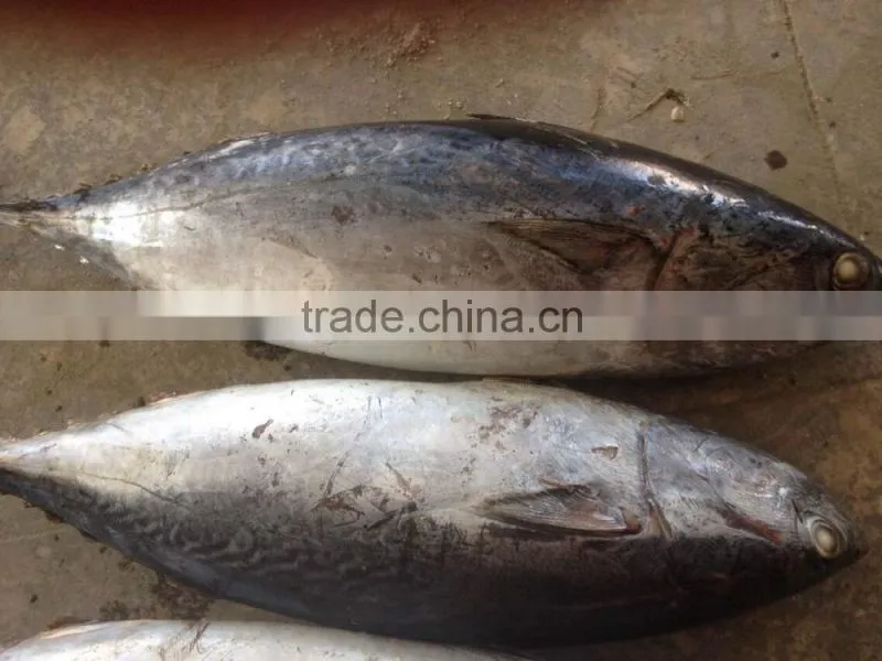 2016 Grade A and Cheapest Bonito size 1-1.5kg or up from China