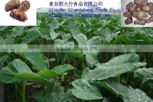 Authenticated GAP/HALAL Chinese frozen taro root plant