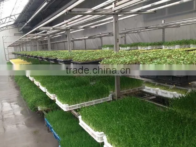 Fodder sprouting machine/hydroponic fodder machine for cattle,rabbit,sheep,horse