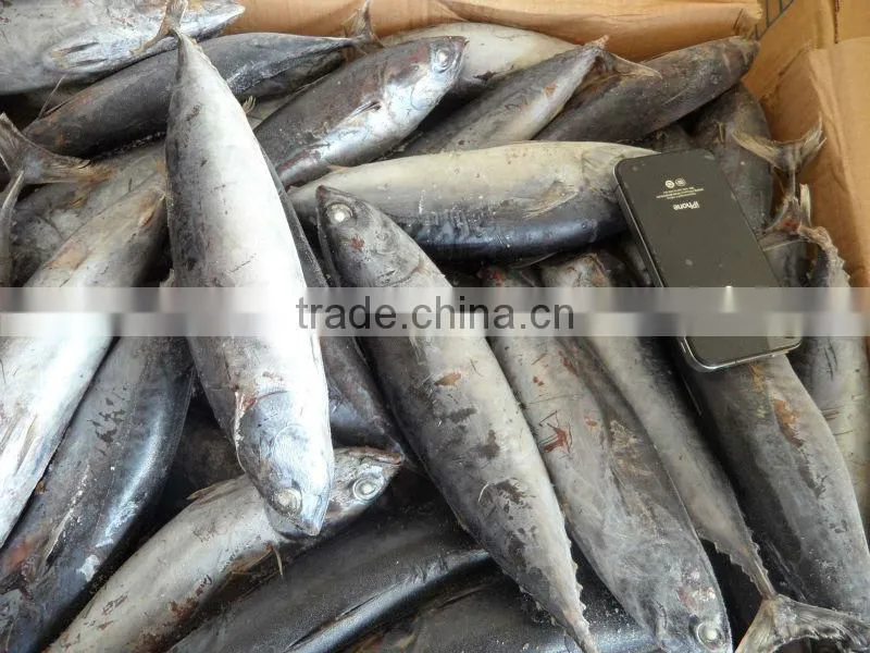 frozen whole round bonito