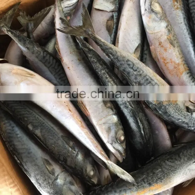 2017 New pacific mackerel sea frozen China Factory