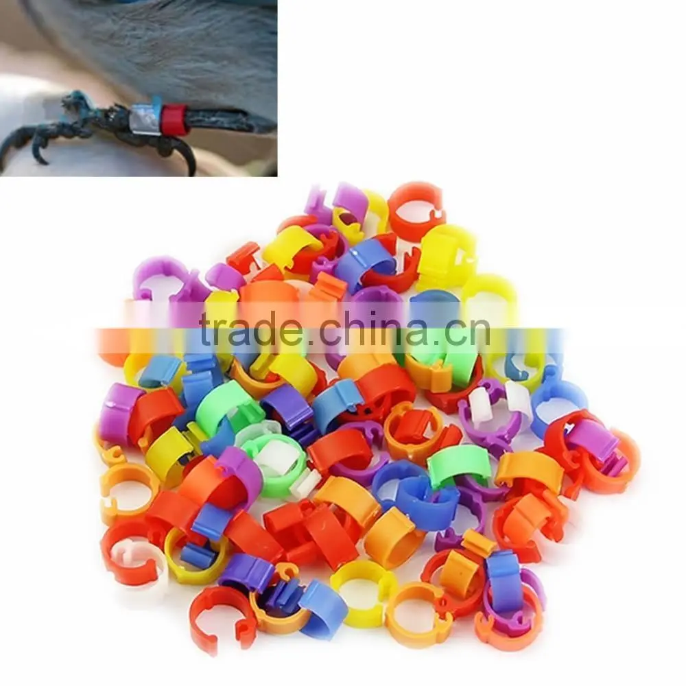 Economy Clip band pigeon ring
