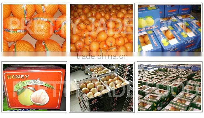 High quality chinese Fresh honey pomelo