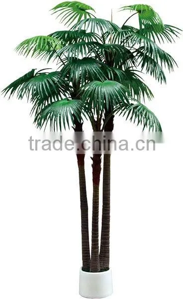 Special large fan palm tree