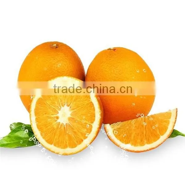 Hot selling fresh navel orange