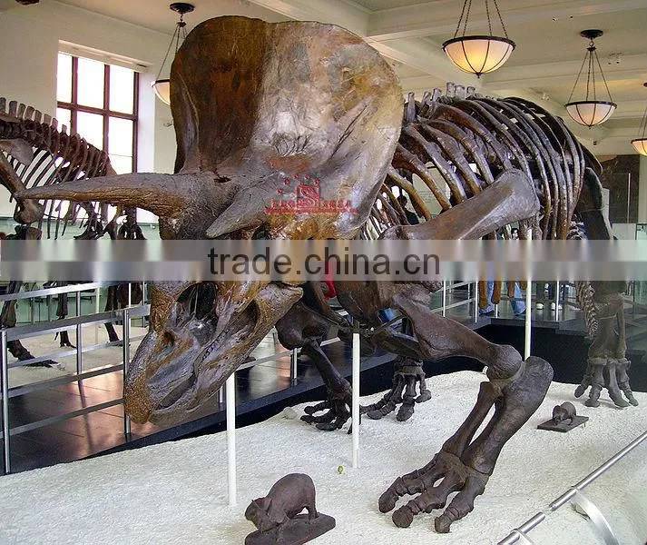 Museum Exhibitions Dinosaur Skeleton Replicas