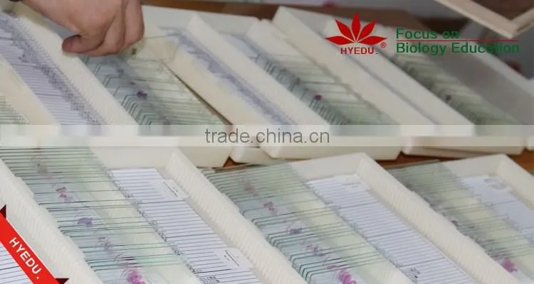 Microscope Prepared Slides ,Seed Slides, Seedling Prepared Slides