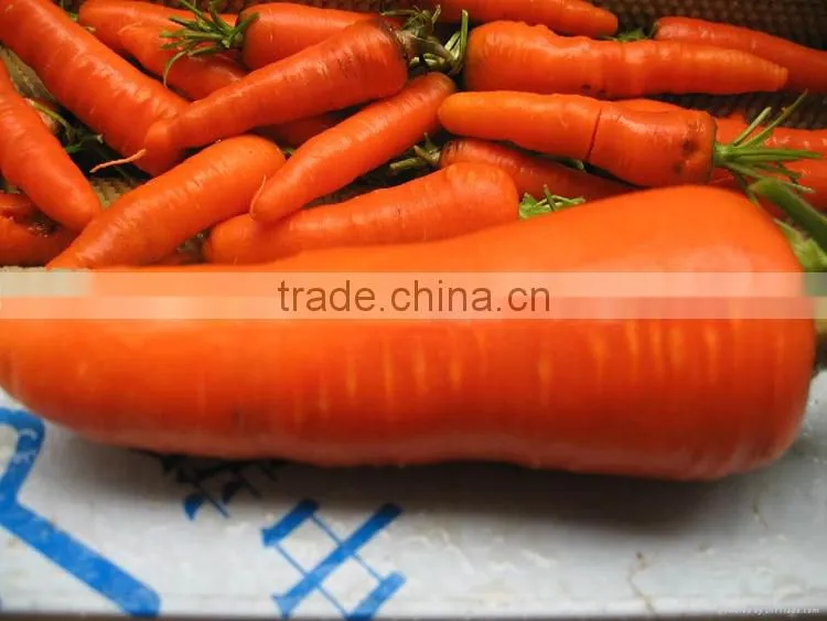 carrots agricultural crops of China