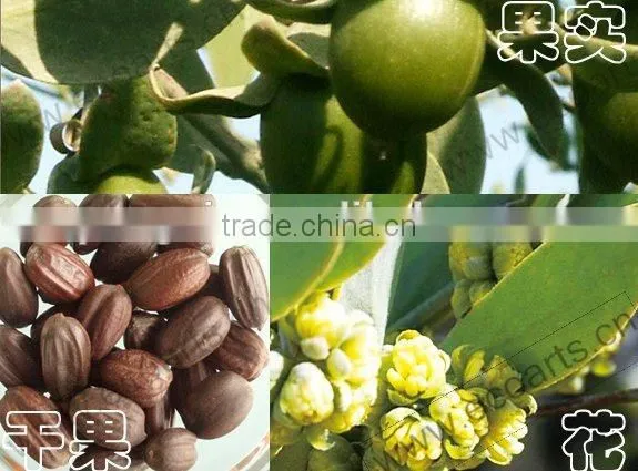 Continuous system jojoba seed oil pressing/extraction plant with low consumption