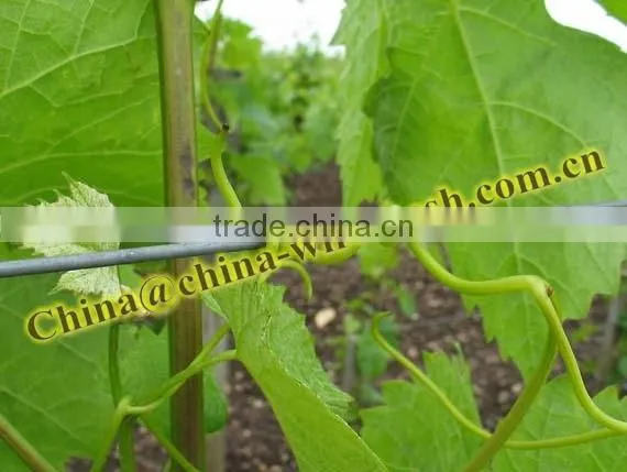 High Tensile Strength Galvanized Steel wire