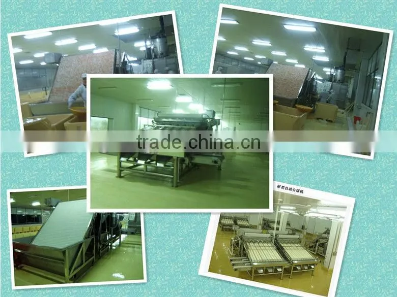 Shrimp Grading Machine