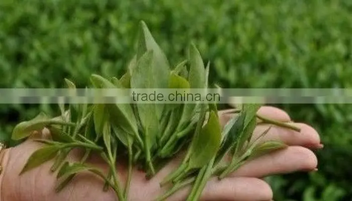 2016 Hot Sale New Hand Made Fresh Loose Tea Silver needle White Tea/ Bai Hao Yinzhen white tea