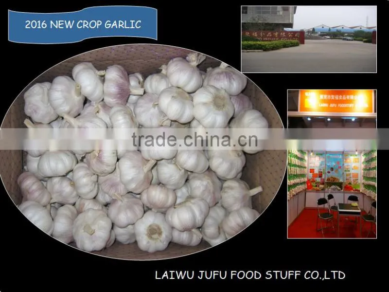 2016 NEW CROP GARLIC