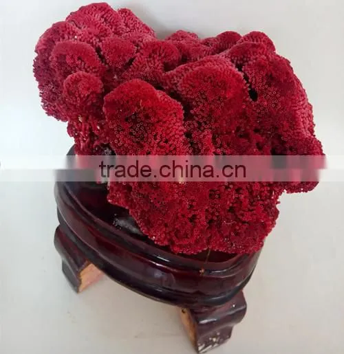 2015 best sale Coral fossil for home decoration