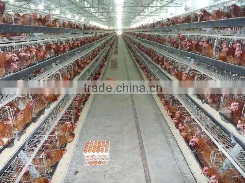 steel structure poultry house and poultry farming