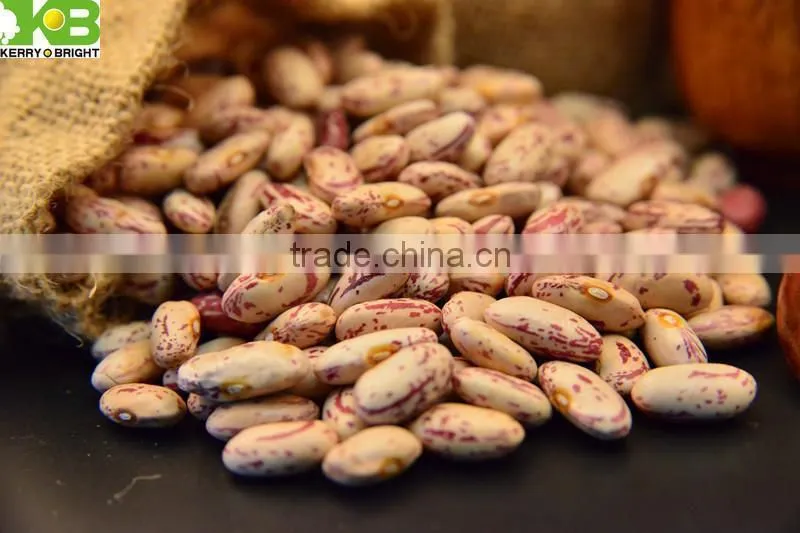 Sale light speckled kdiney bean long shape