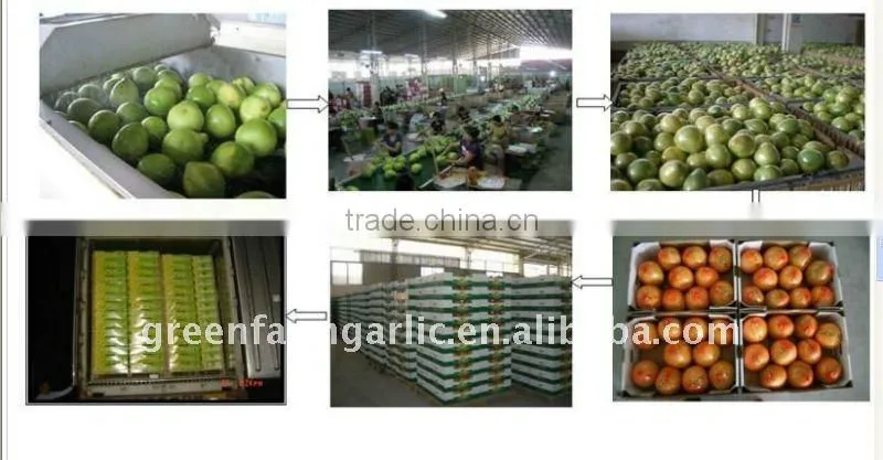 golden pomelo