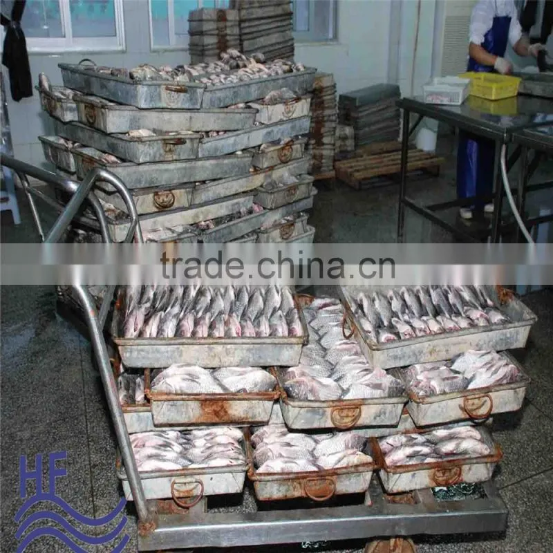 Frozen Gutted Scaled Tilapia Fish whole round