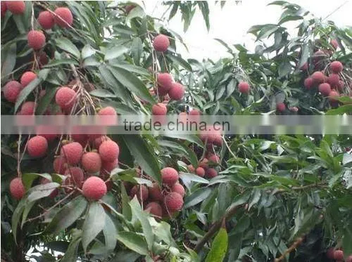 2016 Fresh Fruit Lichee from China