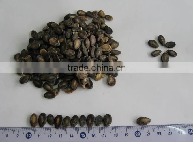 delicious colorful watermelon seeds