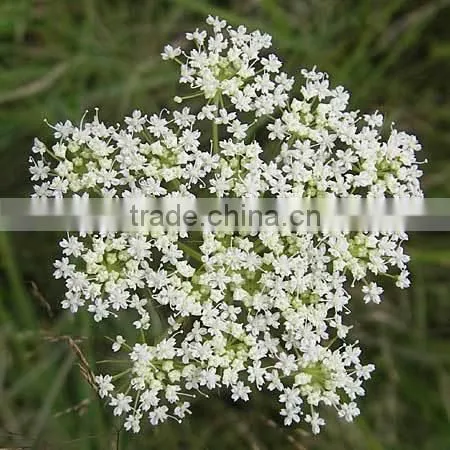 98% Osthole Cnidium monnieri Extract Powder