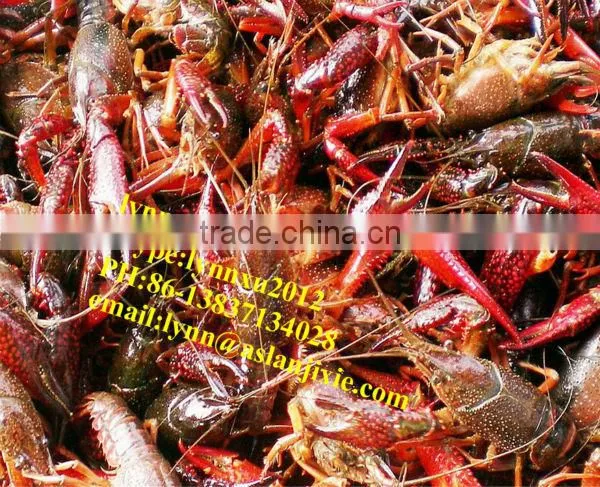 cooked lobster processing assembly line/automatic Lobster cooking production line
