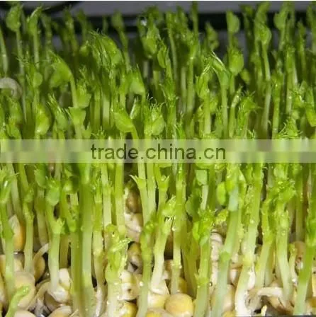 bean sprout factory/sprout maker