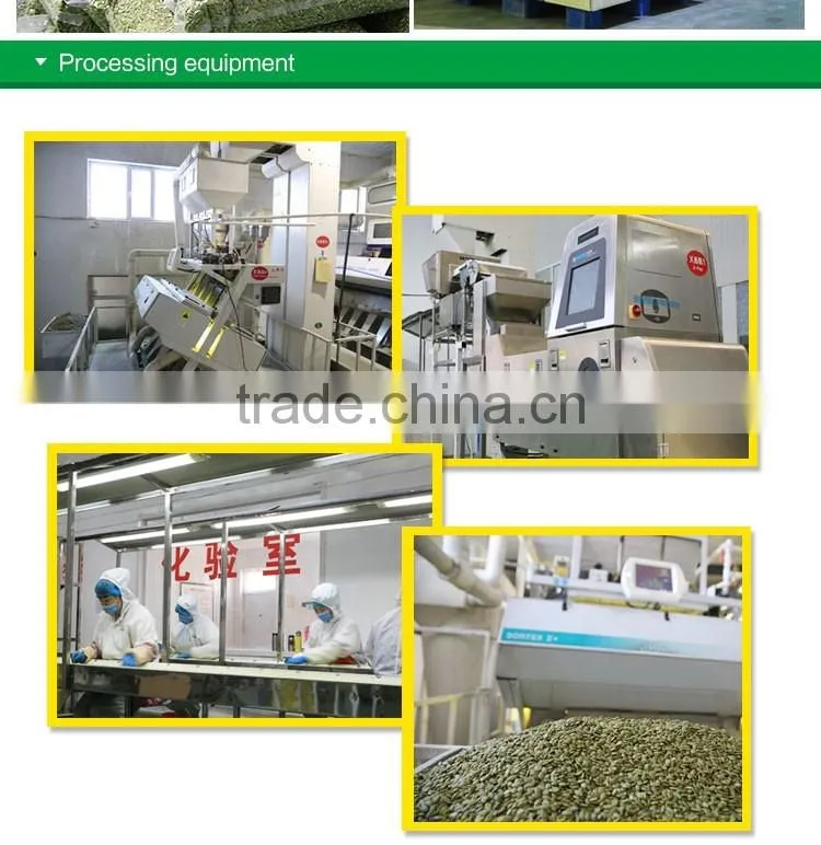 EU standard Pumpkin seeds kernels shine skin grade AA