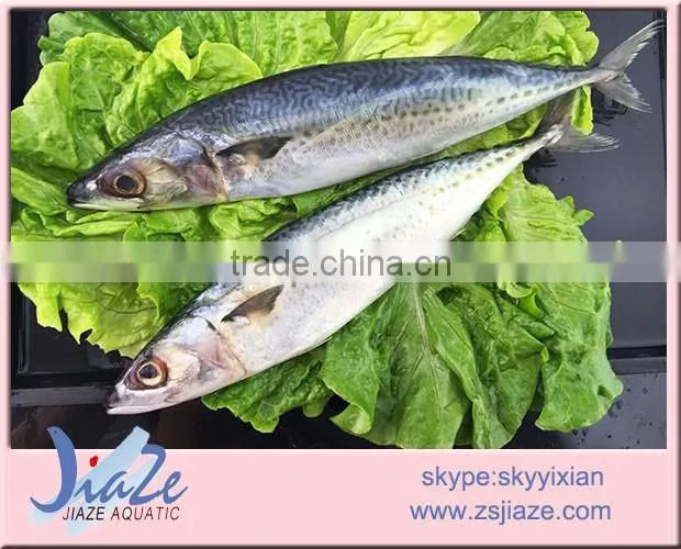 Hot sale Frozen Mackerel Whole Round Fish