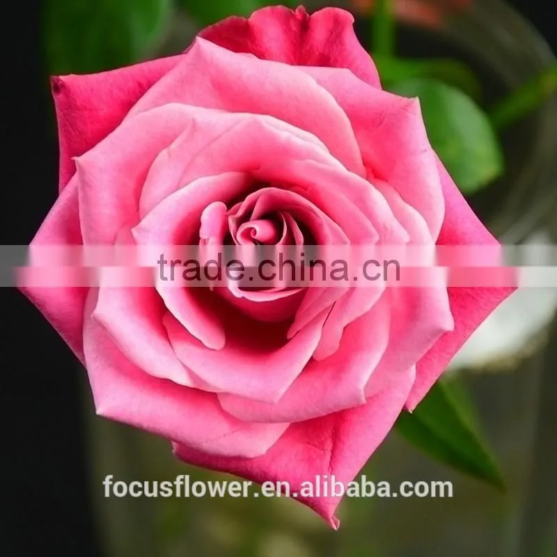 Beautiful Natural Fresh Cut Roses Flower 60-80CM Long Stem From Yunnan,China