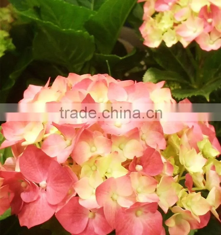 Low price Cheapest hydrangea flowers bonsai