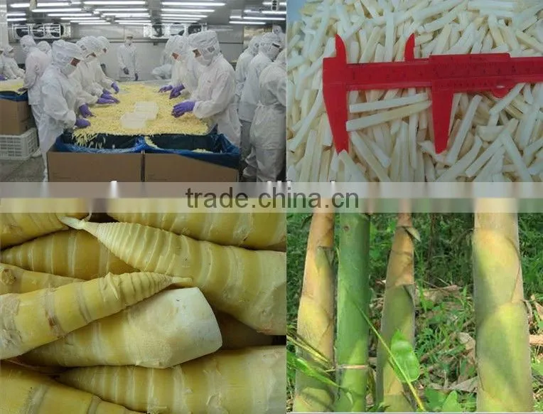 Fast delivery bulk supply wholesale price iqf bamboo shoot food