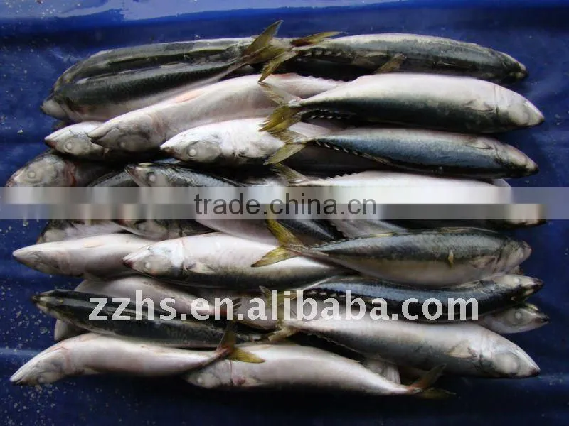 Canned Mackerel Fish In Tomato Sauce